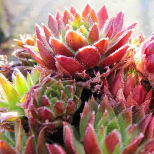 http://holisticgarden.at/data/image/thumpnail/image.php?image=167/holisticgarten_at_article_3261_2.jpg&width=500