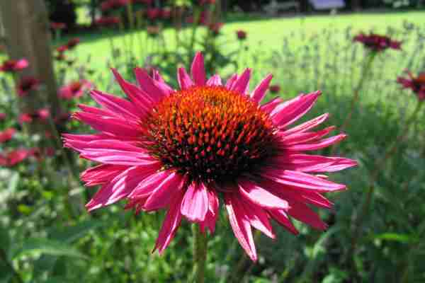 http://holisticgarden.at/data/image/thumpnail/image.php?image=167/holisticgarten_at_article_3306_0.jpg&width=600