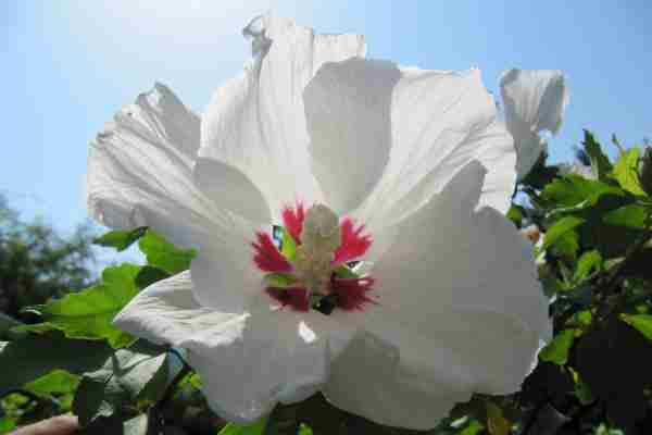http://holisticgarden.at/data/image/thumpnail/image.php?image=167/holisticgarten_at_article_3342_0.jpg&width=600