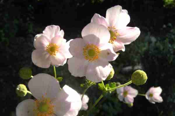 http://holisticgarden.at/data/image/thumpnail/image.php?image=167/holisticgarten_at_article_3345_0.jpg&width=600