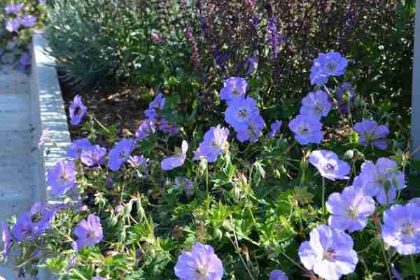 http://holisticgarden.at/data/image/thumpnail/image.php?image=167/holisticgarten_at_article_3377_0.jpg&width=600