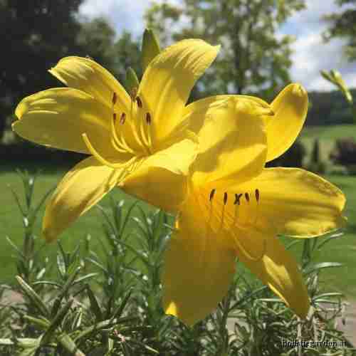 http://holisticgarden.at/data/image/thumpnail/image.php?image=167/holisticgarten_at_blte_duft_article_3247_0.jpg&width=500