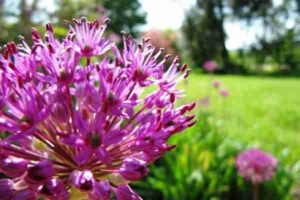 http://holisticgarden.at/data/image/thumpnail/image.php?image=167/holisticgarten_at_garten_frhling_article_3346_0.jpg&width=600