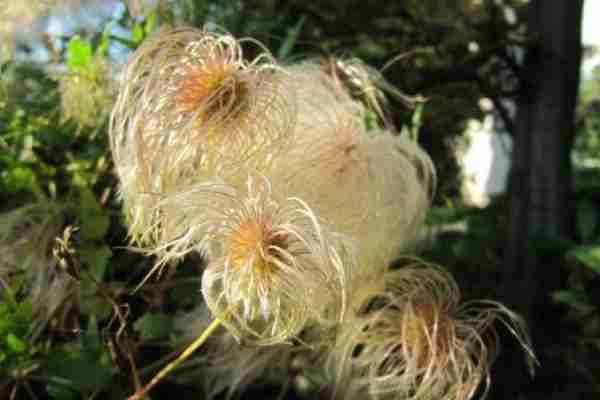 http://holisticgarden.at/data/image/thumpnail/image.php?image=167/holisticgarten_at_gartengestalterin_weiz_article_3341_0.jpg&width=600