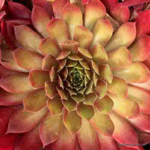 http://holisticgarden.at/data/image/thumpnail/image.php?image=167/holisticgarten_at_hauswurz_article_3276_2.jpg&width=500