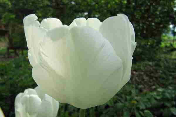 http://holisticgarden.at/data/image/thumpnail/image.php?image=167/holisticgarten_at_schne_grten_anger_article_3341_1.jpg&width=600