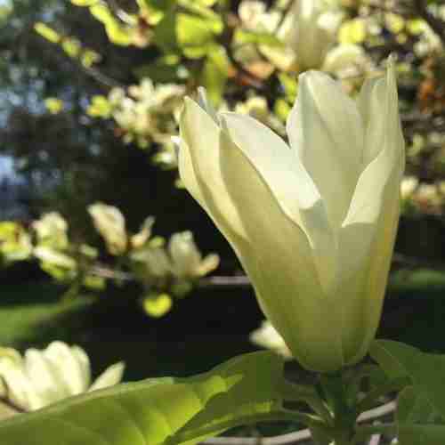 http://holisticgarden.at/data/image/thumpnail/image.php?image=167/holisticgarten_at_magnolie_gleisdorf_garten_article_3351_2.jpg&width=500